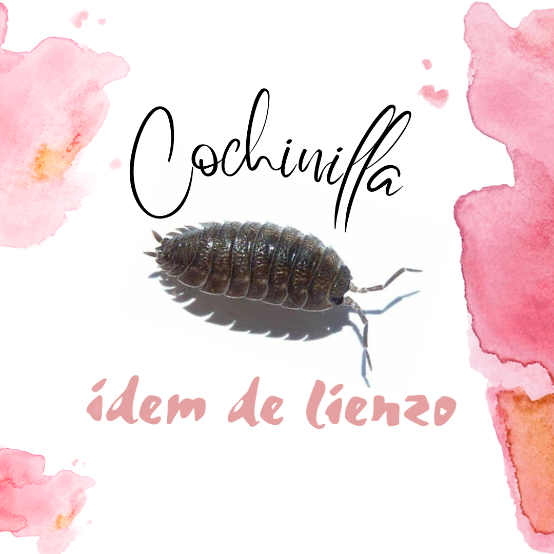 Kit de tintes naturales con cochinilla