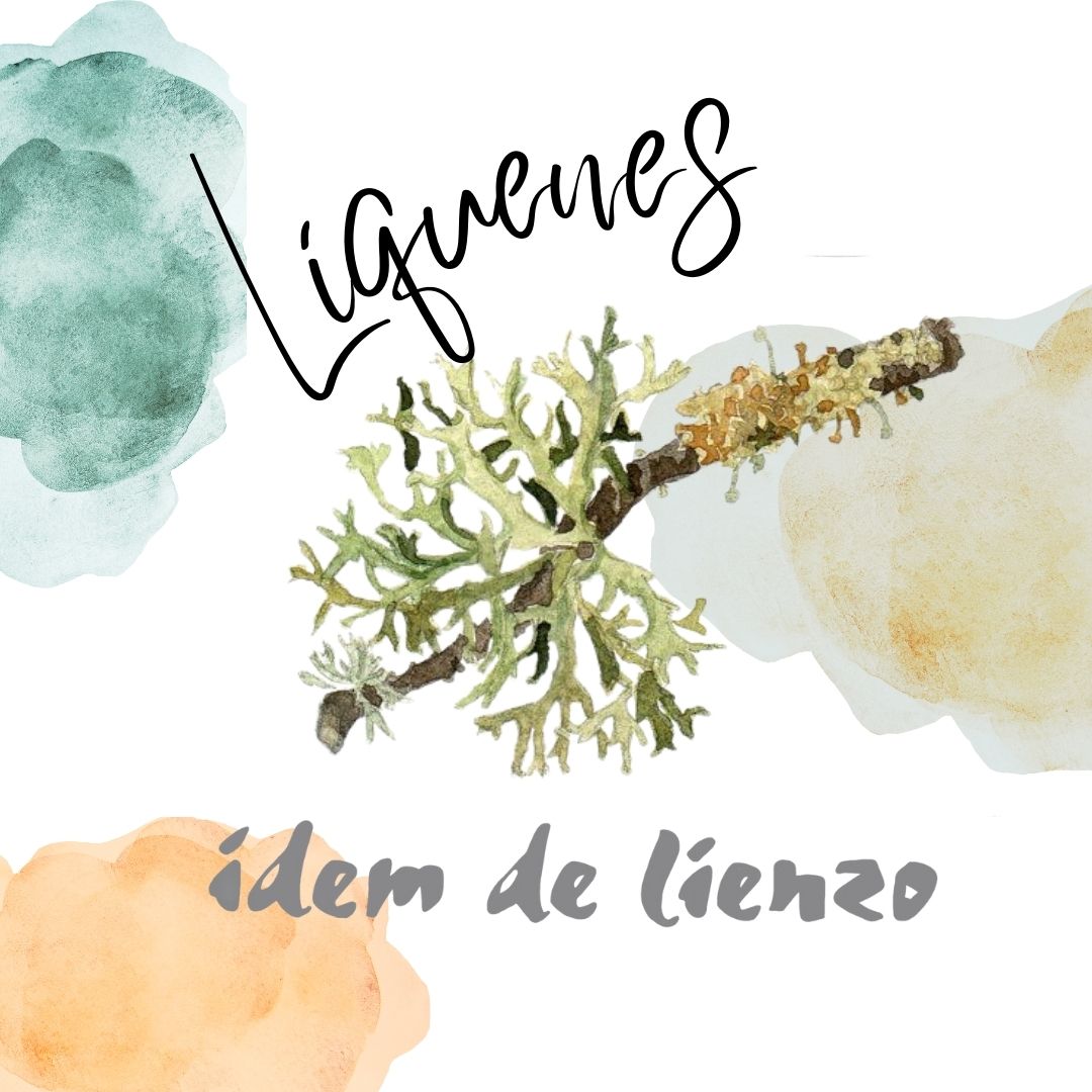 Kit de tintes naturales con líquenes
